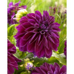 Dahlia - Thomas A. Edison - large pack! - 10 pcs