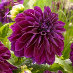 Dahlia - Thomas A. Edison - large pack! - 10 pcs