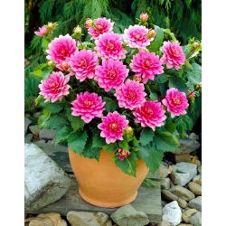 Dahlia - Bluesette - 