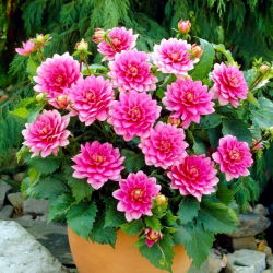 Dahlia - Bluesette - 