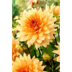 Dahlia - Noordwijks Glorie
