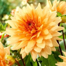 Dahlia - Noordwijks Glorie