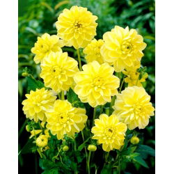 Dahlia - Glory of Heemstede - large pack! - 10 pcs