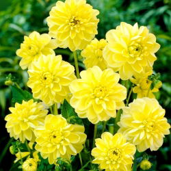 Dahlia - Glory of Heemstede - large pack! - 10 pcs