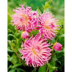 Dahlia - Star's Favourite