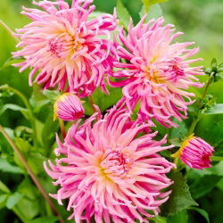 Dahlia - Star's Favourite