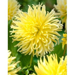 Dahlia - Yellow Star - large pack! - 10 pcs