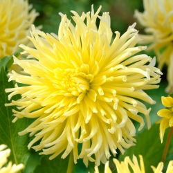 Dahlia - Yellow Star - large pack! - 10 pcs