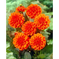 Dahlia - Orange Nugget
