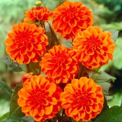 Dahlia - Orange Nugget - iso pakkaus! - 10 kpl