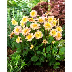 Dahlia - Topmix Apricot