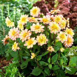 Dahlia - Topmix Apricot