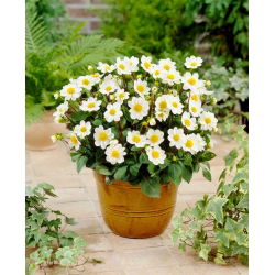 Dahlia - Topmix White