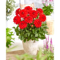 Dahlia - Heatwave - large pack! - 10 pcs
