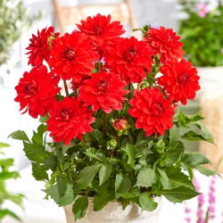 Dahlia - Heatwave - large pack! - 10 pcs