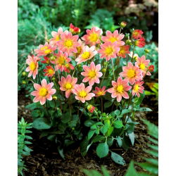 Dahlia - Topmix Salmon