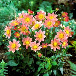 Dahlia - Topmix Salmon