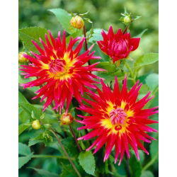Dahlia - Bora Bora