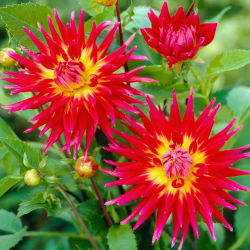 Dahlia - Bora Bora