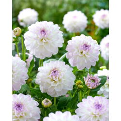 Dahlia - Eveline