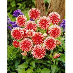 Dahlia - Musette - large pack! - 10 pcs