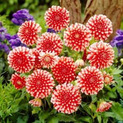 Dahlia - Musette - large pack! - 10 pcs