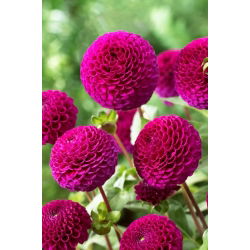 Dahlia - Rocco