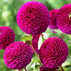 Dahlia - Rocco