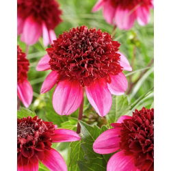 Dahlia - Poedelrok - 