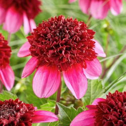 Dahlia - Poedelrok - 