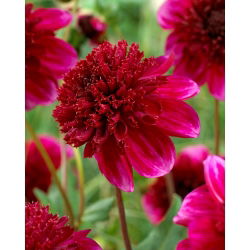 Dahlia - Rock Star - 