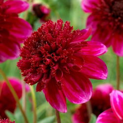 Dahlia - Rock Star - 