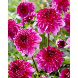Dahlia - Richards Fortune