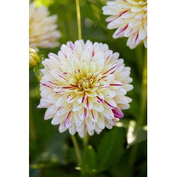 Dahlia - Creme Silence