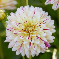 Dahlia - Creme Silence