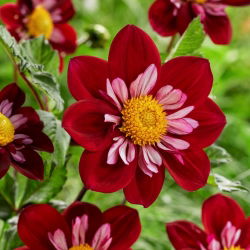 Dahlia - Eefje - velké balení! - 10 ks.