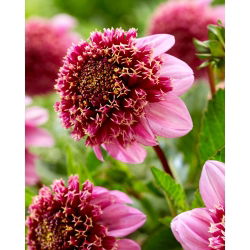 Dahlia - Fenna Baaij