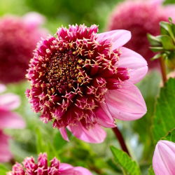 Dahlia - Fenna Baaij