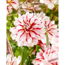Dahlia - Short Track