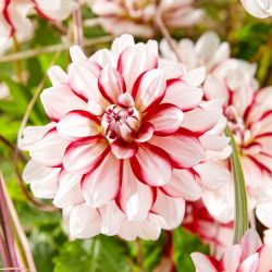 Dahlia - Short Track