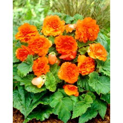 Non Stop begonia - oranžová - velké balení! - 20 ks.