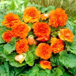 Non Stop begonia - oranžová - velké balení! - 20 ks.