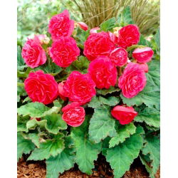 Non Stop Begonie - rosa - 2 Stk - 