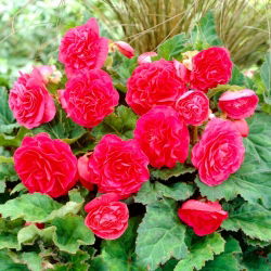 Non Stop Begonie - rosa - 2 Stk - 