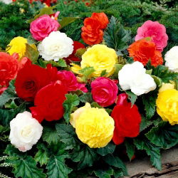 Non Stop begonia - mix barev - velké balení! - 20 ks.