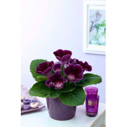 Violacea purple gloxinia (Sinningia speciosa) - stor pakke! - 10 stk