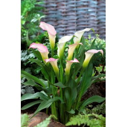 lirio de cala Crystal Blush; lirio de aro, Zantedeschia