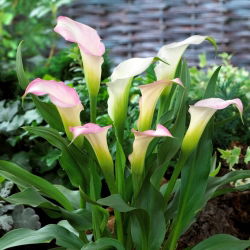 lirio de cala Crystal Blush; lirio de aro, Zantedeschia