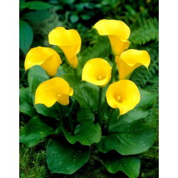 Florex Gold kalla lelija - XXL svogūnėlis; arum lelija, Zantedeschia - didelė pakuotė! - 10 vnt.