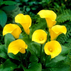 Florex Gold kalla lelija - XXL svogūnėlis; arum lelija, Zantedeschia - didelė pakuotė! - 10 vnt.